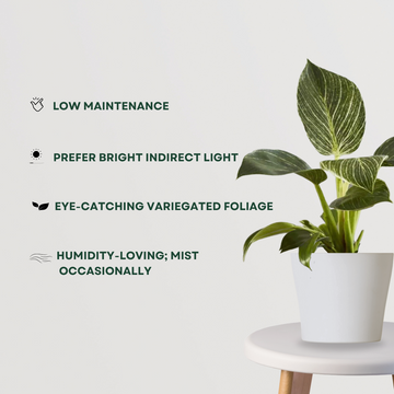 Philodendron Birkin air-purifying plant